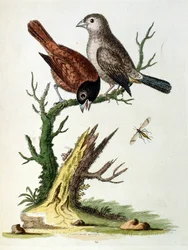 Aquarelillustratie uit een boek met zeldzame vogels van G Edwards 1750. George Edwards (1694-1773) was een Britse naturalist en ornitholoog. Hij reisde veel door Europa en bestudeerde de natuurlijke historie en vogels in het bijzonder. Hij kreeg enige erke