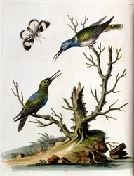 Aquarelillustratie uit een boek met zeldzame vogels van G Edwards 1750. George Edwards (1694-1773) was een Britse naturalist en ornitholoog. Hij reisde veel door Europa en bestudeerde de natuurlijke historie en vogels in het bijzonder. Hij kreeg enige erke
