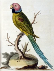 Aquarelillustratie uit een boek met zeldzame vogels van G Edwards 1750. George Edwards (1694-1773) was een Britse naturalist en ornitholoog. Hij reisde veel door Europa en bestudeerde de natuurlijke historie en vogels in het bijzonder. Hij kreeg enige erke