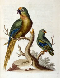 Aquarelillustratie uit een boek met zeldzame vogels van G Edwards 1750. George Edwards (1694-1773) was een Britse naturalist en ornitholoog. Hij reisde veel door Europa en bestudeerde de natuurlijke historie en vogels in het bijzonder. Hij kreeg enige erke