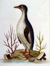 Aquarelillustratie uit een boek met zeldzame vogels van G Edwards 1750. George Edwards (1694-1773) was een Britse naturalist en ornitholoog. Hij reisde veel door Europa en bestudeerde de natuurlijke historie en vogels in het bijzonder. Hij kreeg enige erke