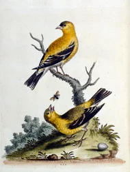 Aquarelillustratie uit een boek met zeldzame vogels van G Edwards 1750. George Edwards (1694-1773) was een Britse naturalist en ornitholoog. Hij reisde veel door Europa en bestudeerde de natuurlijke historie en vogels in het bijzonder. Hij kreeg enige erke