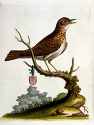 Aquarelillustratie uit een boek met zeldzame vogels van G Edwards 1750. George Edwards (1694-1773) was een Britse naturalist en ornitholoog. Hij reisde veel door Europa en bestudeerde de natuurlijke historie en vogels in het bijzonder. Hij kreeg enige erke