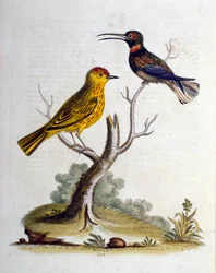 Aquarelillustratie uit een boek met zeldzame vogels van G Edwards 1750. George Edwards (1694-1773) was een Britse naturalist en ornitholoog. Hij reisde veel door Europa en bestudeerde de natuurlijke historie en vogels in het bijzonder. Hij kreeg enige erke