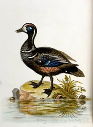 Aquarelillustratie uit een boek met zeldzame vogels van G Edwards 1750. George Edwards (1694-1773) was een Britse naturalist en ornitholoog. Hij reisde veel door Europa en bestudeerde de natuurlijke historie en vogels in het bijzonder. Hij kreeg enige erke
