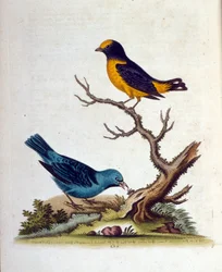 Aquarelillustratie uit een boek met zeldzame vogels van G Edwards 1750. George Edwards (1694-1773) was een Britse naturalist en ornitholoog. Hij reisde veel door Europa en bestudeerde de natuurlijke historie en vogels in het bijzonder. Hij kreeg enige erke