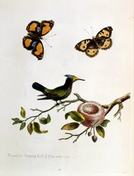 Aquarelillustratie uit een boek met zeldzame vogels van G Edwards 1750. George Edwards (1694-1773) was een Britse naturalist en ornitholoog. Hij reisde veel door Europa en bestudeerde de natuurlijke historie en vogels in het bijzonder. Hij kreeg enige erke