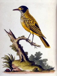 Aquarelillustratie uit een boek met zeldzame vogels van G Edwards 1750. George Edwards (1694-1773) was een Britse naturalist en ornitholoog. Hij reisde veel door Europa en bestudeerde de natuurlijke historie en vogels in het bijzonder. Hij kreeg enige erke