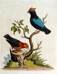 Aquarelillustratie uit een boek met zeldzame vogels van G Edwards 1750. George Edwards (1694-1773) was een Britse naturalist en ornitholoog. Hij reisde veel door Europa en bestudeerde de natuurlijke historie en vogels in het bijzonder. Hij kreeg enige erke