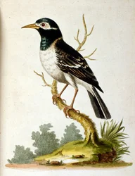 Aquarelillustratie uit een boek met zeldzame vogels van G Edwards 1750. George Edwards (1694-1773) was een Britse naturalist en ornitholoog. Hij reisde veel door Europa en bestudeerde de natuurlijke historie en vogels in het bijzonder. Hij kreeg enige erke