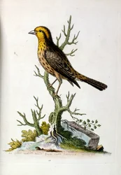 Aquarelillustratie uit een boek met zeldzame vogels van G Edwards 1750. George Edwards (1694-1773) was een Britse naturalist en ornitholoog. Hij reisde veel door Europa en bestudeerde de natuurlijke historie en vogels in het bijzonder. Hij kreeg enige erke