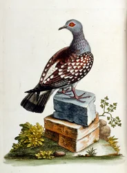 Aquarelillustratie uit een boek met zeldzame vogels van G Edwards 1750. George Edwards (1694-1773) was een Britse naturalist en ornitholoog. Hij reisde veel door Europa en bestudeerde de natuurlijke historie en vogels in het bijzonder. Hij kreeg enige erke