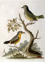 Aquarelillustratie van een drietenige luiaard door G Edwards 1758. George Edwards (1694-1773) was een Britse naturalist en ornitholoog. Hij reisde veel door Europa en bestudeerde de natuur en vogels in het bijzonder. Hij kreeg enige erkenning