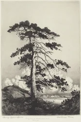 Wachterspijnboom