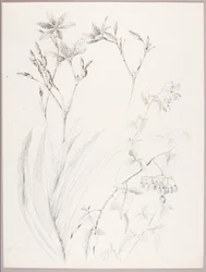 Zonder titel (Botanische studie)