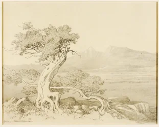 Zonder titel (transfer tekening voor Old Cedars en Spanish Peaks)
