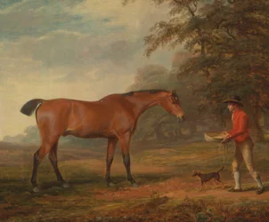 Een Bruin Paard Benaderd door een Staljongen met Voedsel en een Halster