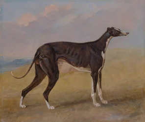 Turk, een windhond, eigendom van George Lane Fox