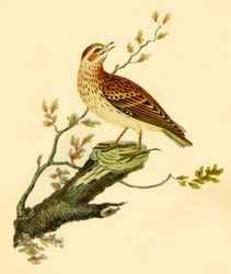 Woodlark