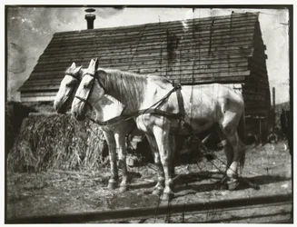 Paarden aan de Cruquiusweg