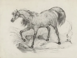 Staand paard, naar links