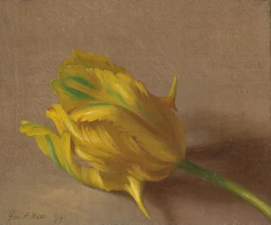 Tulp