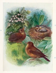 Een typisch nestjong - Drie stadia. Merel, ca. 1910