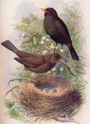 Merel - Turdus merula