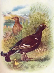 Korhaan of auerhoen - Tetrao tetrix, ca. 1910, 1910