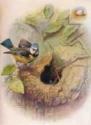 Pimpelmees - Parus caeruleus, c1910
