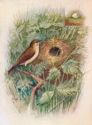 Tjiftjaf - Phylloscopus rufus, ca. 1910