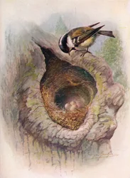 Koolmees - Parus ater, ca. 1910, 1910