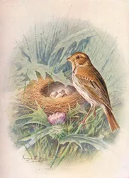 Grauwe gors - Emberiza miliaria, ca. 1910