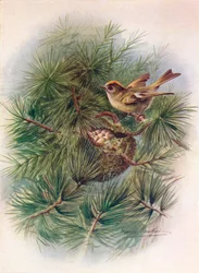 Goudhaan - Regulus cristatus, ca. 1910