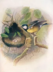 Koolmees - Parus major, ca. 1910, 1910