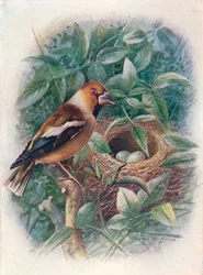 Appelvink - Coccothraustes vulgaris, ca. 1910