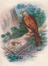 Wouw - Milvus ictinus, ca. 1910