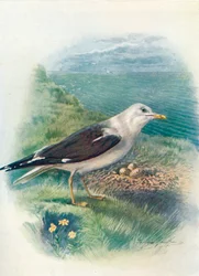 Kleine Mantelmeeuw - Larus fuscus, ca. 1910