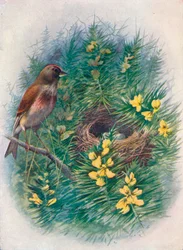 Vink - Linota cannabina, ca. 1910, 1910