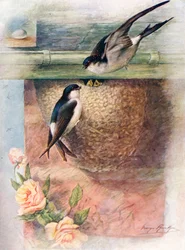 Martin - chelidon urbica, ca. 1910