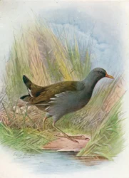 Waterhoen - Gallinula chloropus, ca. 1910