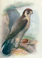Slechtvalk - Falco peregrinus, ca. 1910