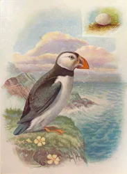 Papegaaiduiker - Fratercula arctica, c1910