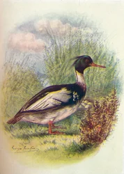 Roodborstzaagbek - Mergus serrator, c1910