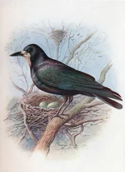 Roek - Corvus frugilegus