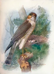 Sperwer - Accipiter nisus, ca. 1910, 1910