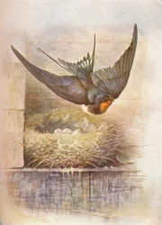 Zwaluw - Hirundo rustica, ca. 1910