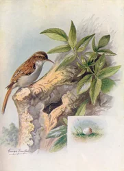 Boomkruiper - Certhia familiaris, ca. 1910