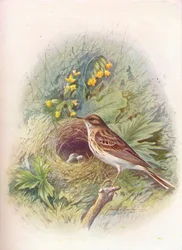 Boompieper - Anthus trivialis, ca. 1910, 1910