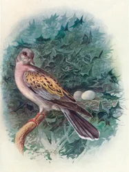 Tortelduif - Turtur communis, ca. 1910
